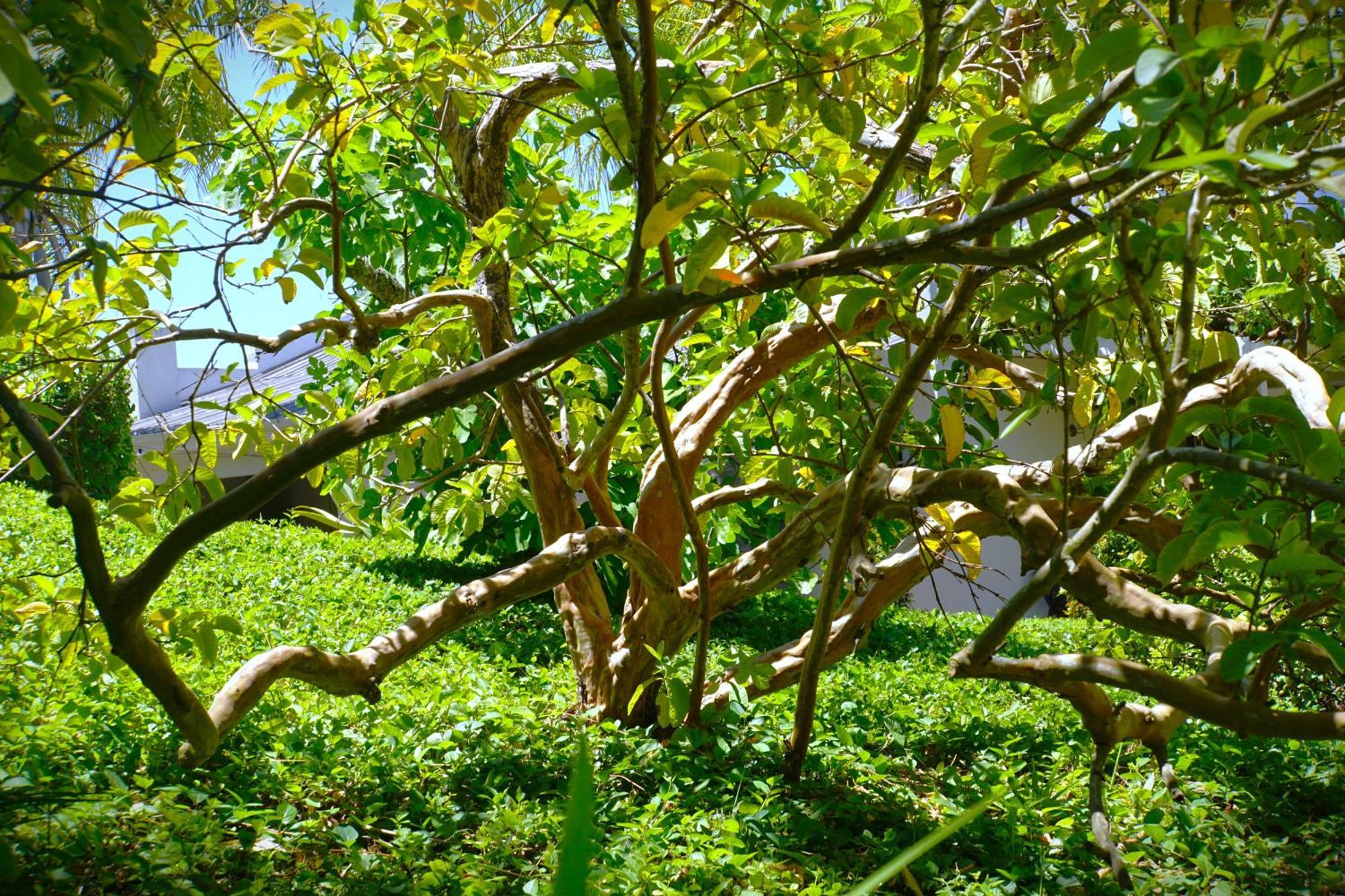 Swellendam Country Lodge - Guest House - B&B Extérieur photo